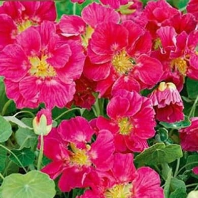 Capucine naine whirlybird rose