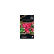 Capucine naine whirlybird rose (sachet)