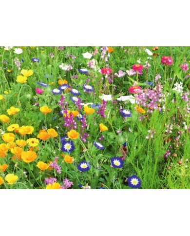 Fleurs en mélange pour massif demi-haut