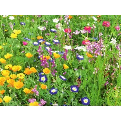Fleurs en mélange pour massif demi-haut