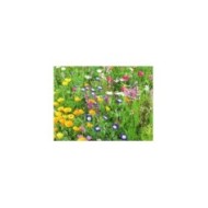 Fleurs en mélange pour massif demi-haut