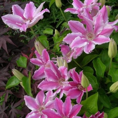 Clématite Carnaby