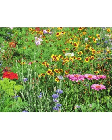 Fleurs en mélange pour massif haut