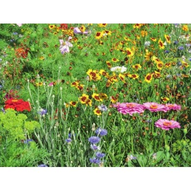 Fleurs en mélange pour massif haut