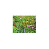 Fleurs en mélange pour massif haut