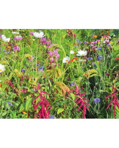 Fleurs en mélange pour oiseaux