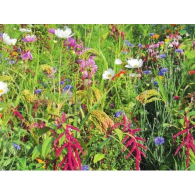 Fleurs en mélange pour oiseaux