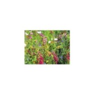 Fleurs en mélange pour oiseaux
