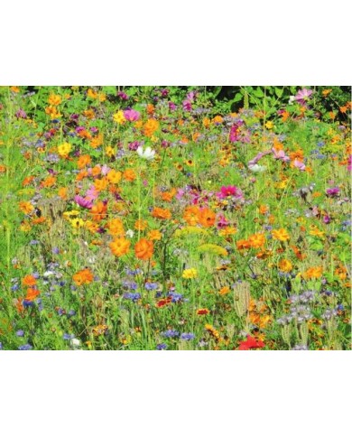 Jachère mellifère : fleurs en mélange pour les abeilles