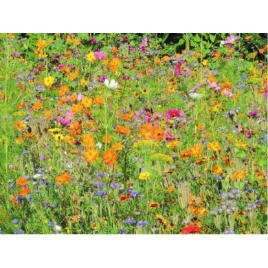 Jachère mellifère : fleurs en mélange pour les abeilles
