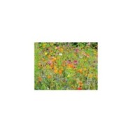 Jachère mellifère : fleurs en mélange pour les abeilles