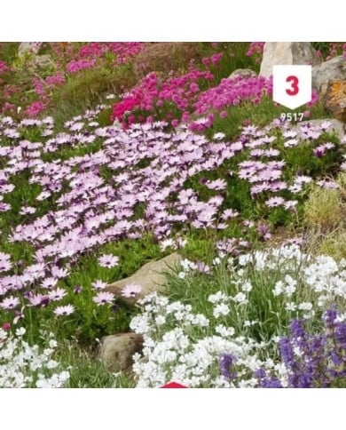 Fleur en mélange pour rocailles