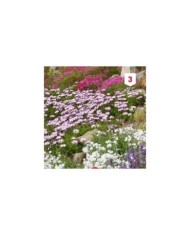 Fleur en mélange pour rocailles