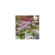 Fleur en mélange pour rocailles