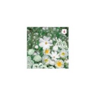 Mélange bouquet de fleuristes blanc XXL