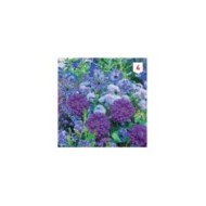 Mélange bouquet de fleuristes bleu XXL