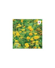 Mélange bouquet de fleuristes jaune XXL