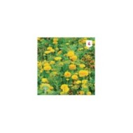 Mélange bouquet de fleuristes jaune XXL