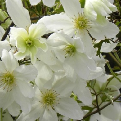 Clématite cartmanii Avalanche® 'Blavaal'