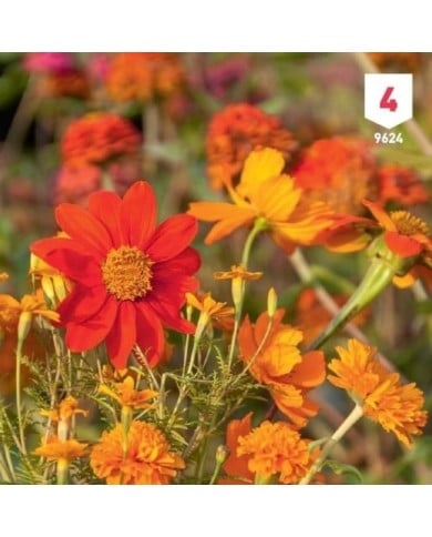 Mélange bouquet de fleuristes orange XXL