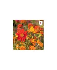 Mélange bouquet de fleuristes orange XXL