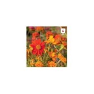 Mélange bouquet de fleuristes orange XXL