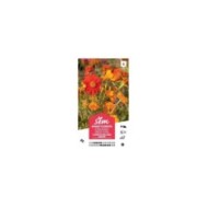 Mélange bouquet de fleuristes orange XXL (sachet)
