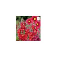 Mélange bouquet de fleuristes rouge XXL