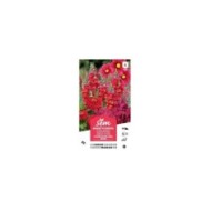 Mélange bouquet de fleuristes rouge XXL (sachet)