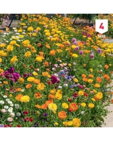 Fleurs en mélange pour massifs XXL