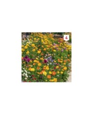Fleurs en mélange pour massifs XXL