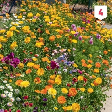 Fleurs en mélange pour massifs XXL