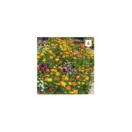 Fleurs en mélange pour massifs XXL