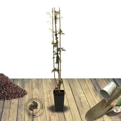 Clématite cartmanii Avalanche® 'Blavaal'