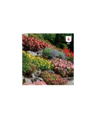 Fleurs en mélange rocailles XXL
