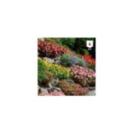 Fleurs en mélange rocailles XXL