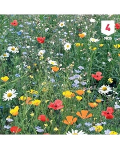 Fleurs de campagne en mélange XXL