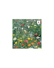 Fleurs de campagne en mélange XXL