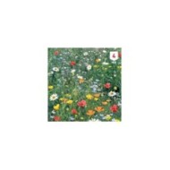 Fleurs de campagne en mélange XXL