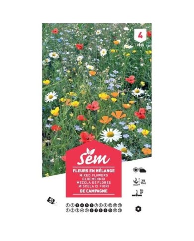 Fleurs de campagne en mélange XXL (sachet)