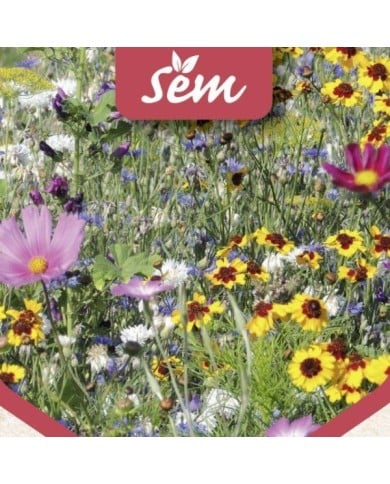 Fleurs en mélange pour abeilles
