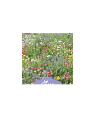 Mélange de fleurs - Massif extra nain