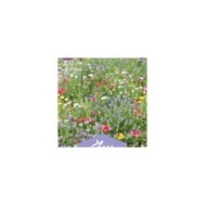 Mélange de fleurs - Massif extra nain