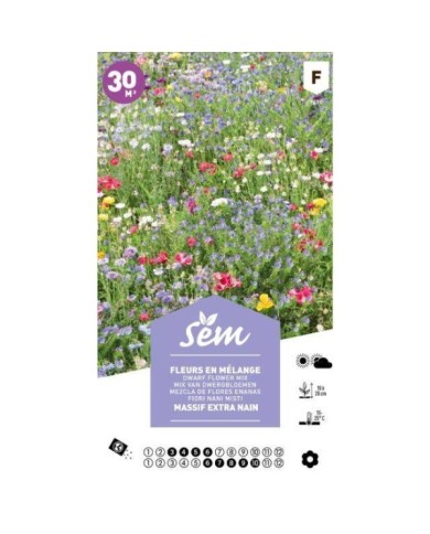 Mélange de fleurs - Massif extra nain