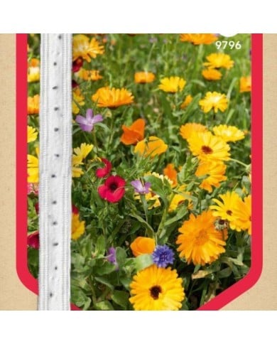 Mélange de fleurs pour massif en ruban