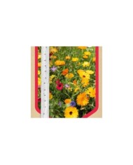 Mélange de fleurs pour massif en ruban