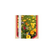 Mélange de fleurs pour massif en ruban