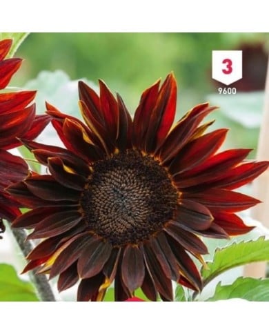 Soleil / Tournesol à coeur rouge