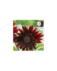 Soleil / Tournesol à coeur rouge