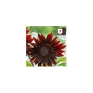 Soleil / Tournesol à coeur rouge